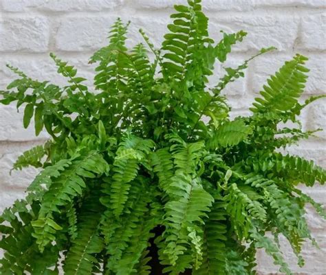 How to take care of a Fern indoors 